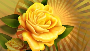 Yellow Rose Wallpapers And Backgrounds
