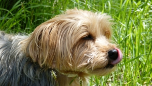 Yorkshire Terrier Hd Background