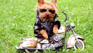 Yorkshire Terrier High Definition Wallpapers