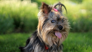 Yorkshire Terrier Images