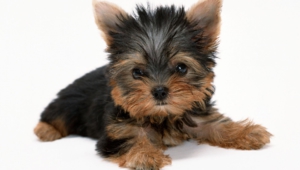 Yorkshire Terrier Wallpapers Hd