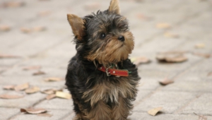 Yorkshire Terrier Wallpapers And Backgrounds