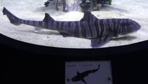 Zebra Shark High Definition