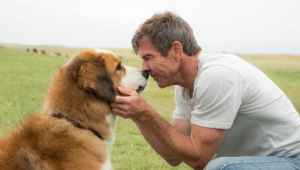 A Dog's Purpose Wallpapers
