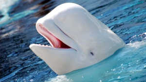 Beluga Whale HD Background