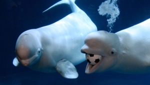 Beluga Whale High Definition Wallpapers