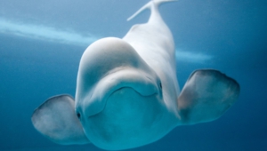 Beluga Whale Widescreen