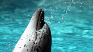 Bottlenose Dolphins HD Wallpaper