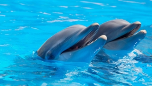 Bottlenose Dolphins High Definition Wallpapers