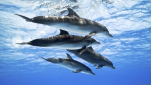 Bottlenose Dolphins High Quality Wallpapers