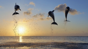 Bottlenose Dolphins Images