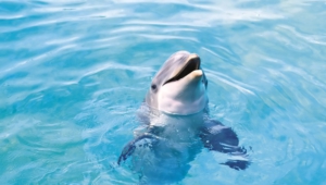Bottlenose Dolphins Photos