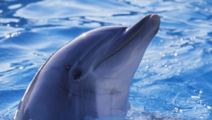 Bottlenose Dolphins Widescreen