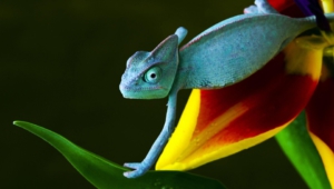 Chameleon High Quality Wallpapers