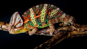Chameleon Photos