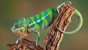 Chameleon Pictures
