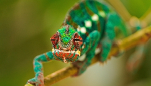 Chameleon Widescreen