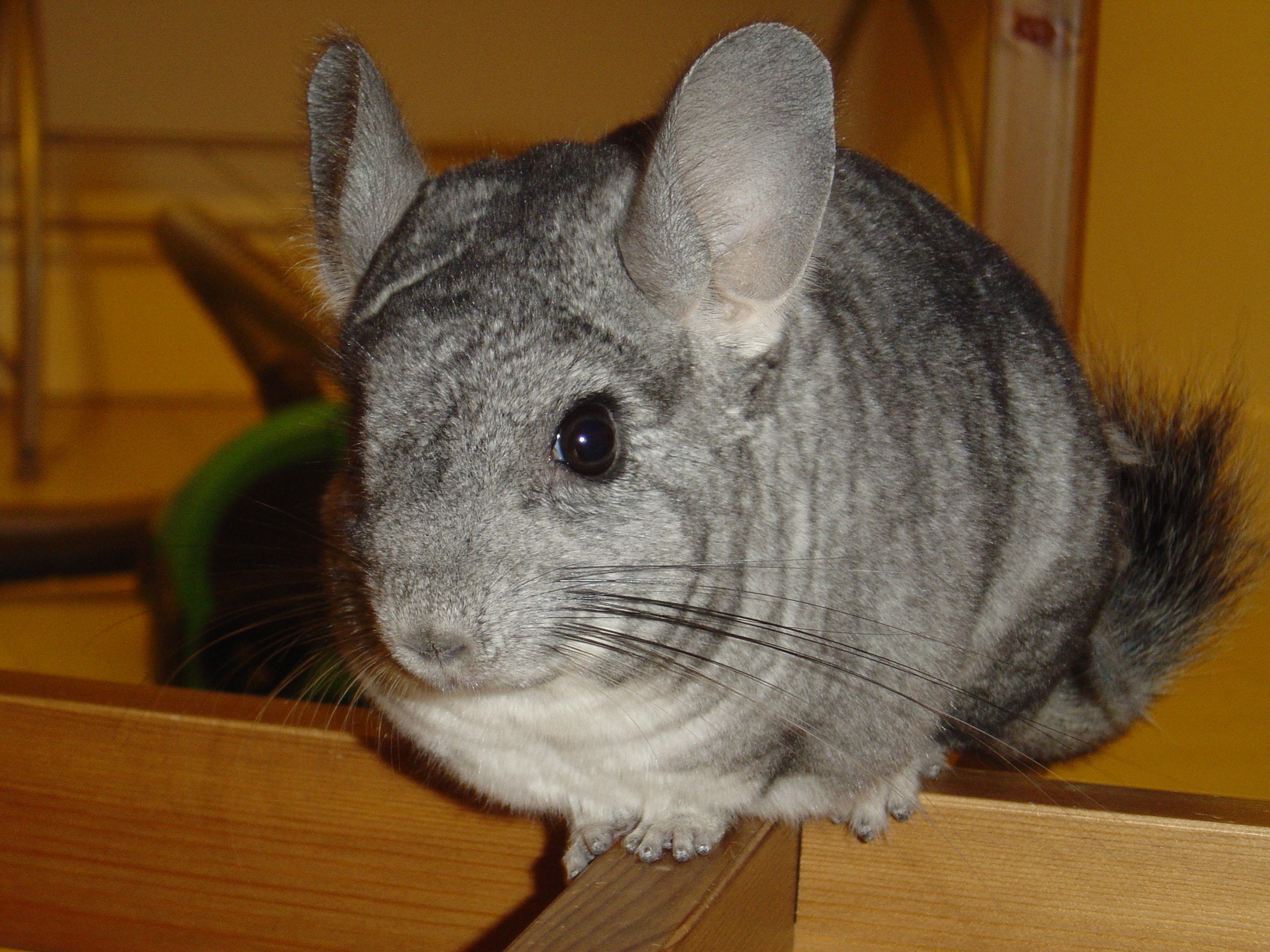 Chinchilla Wallpaper