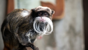 Emperor Tamarin High Quality Wallpapers