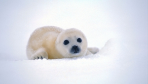 Harp Seal Images