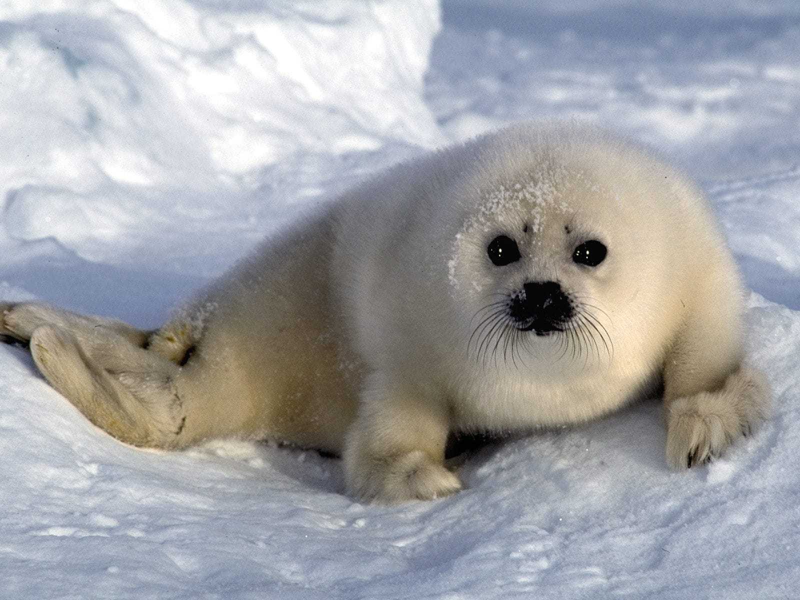 harp-seal-wallpapers-hd