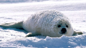 Harp Seal For Desktop