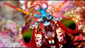 Mantis Shrimp Background