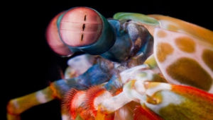 Mantis Shrimp HD Desktop