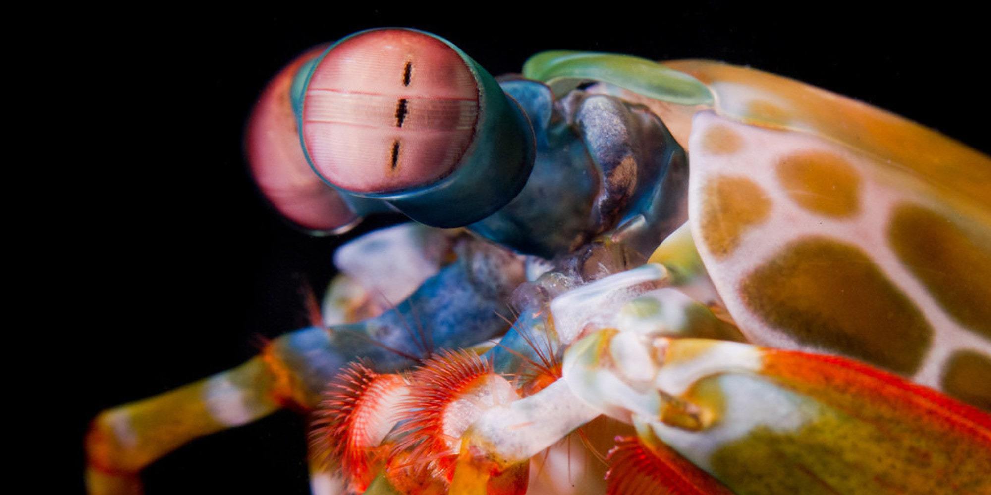 Mantis-Shrimp-HD-Desktop.jpg