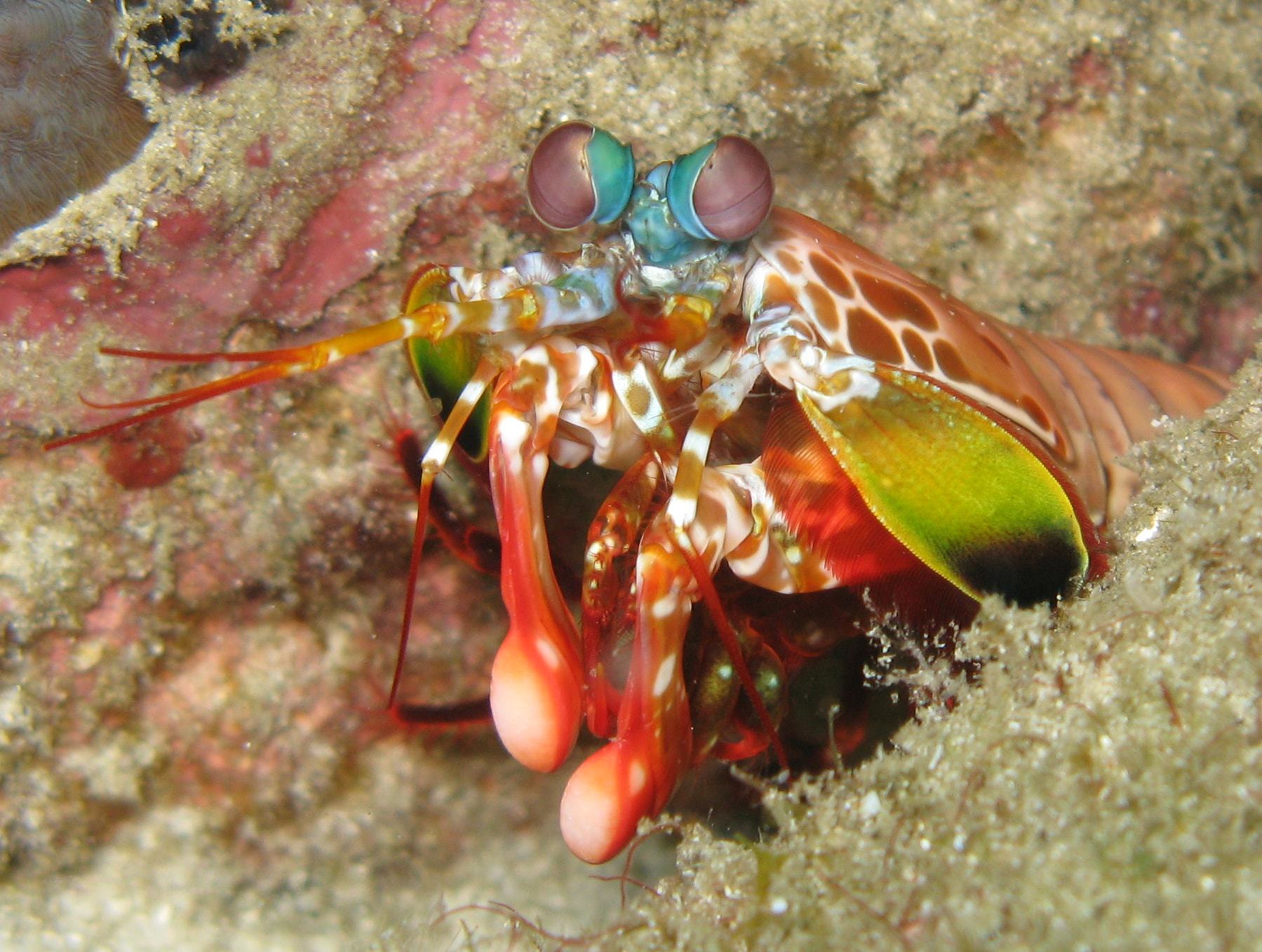 Mantis-Shrimp-HD-Wallpaper.jpg
