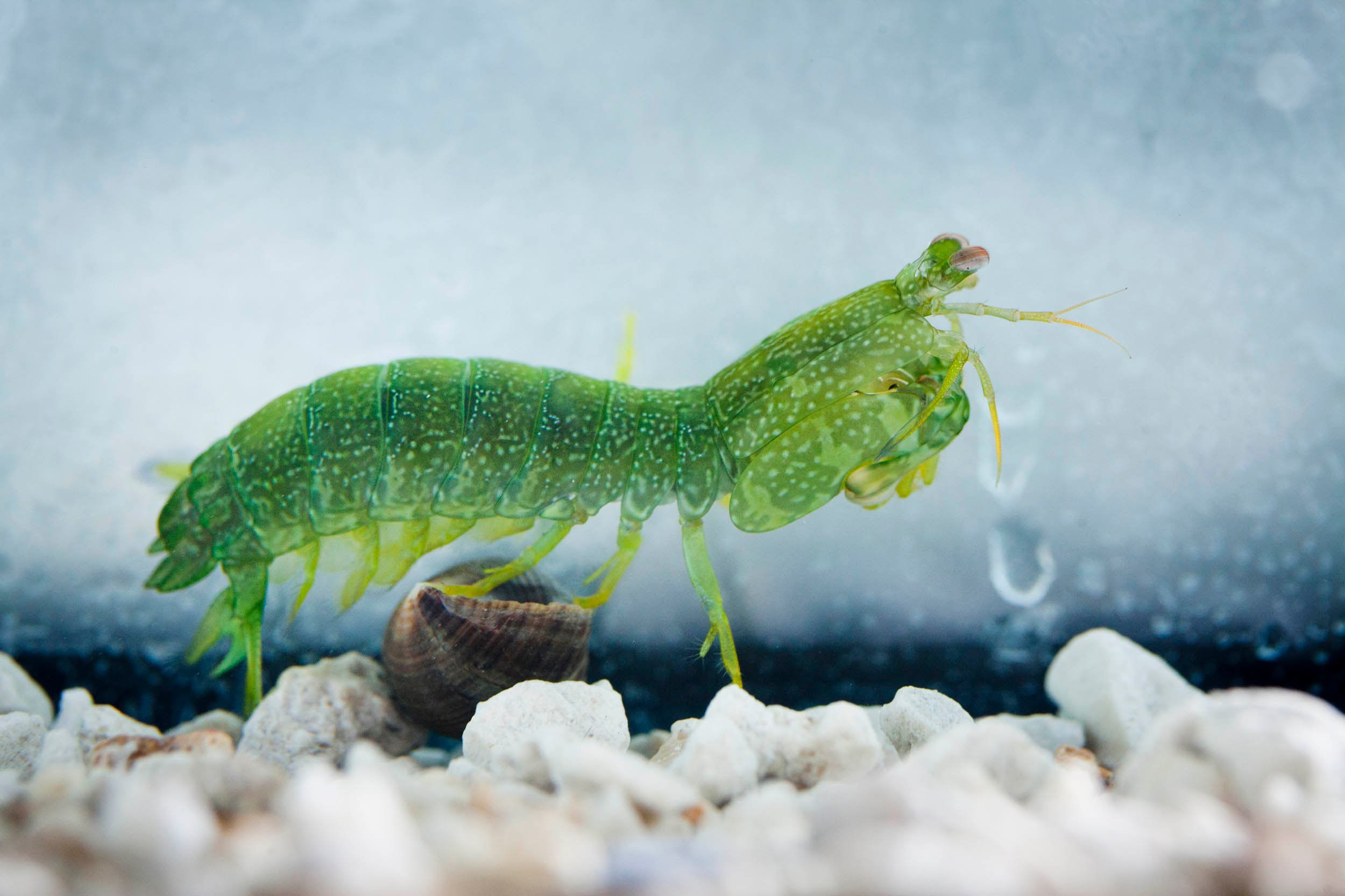 Mantis-Shrimp-Photos.jpg