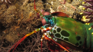 Mantis Shrimp Wallpapers HD