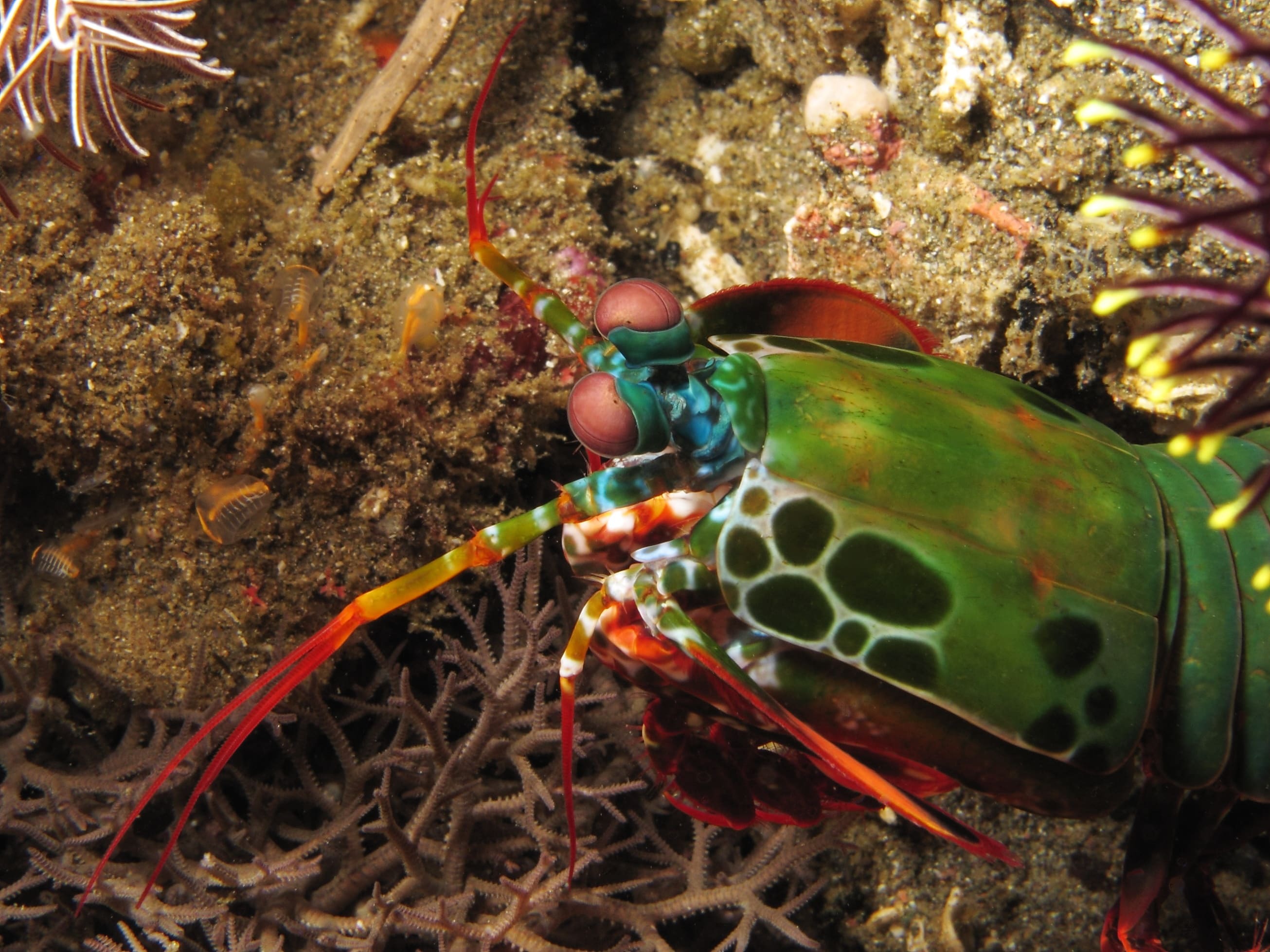 Mantis-Shrimp-Wallpapers-HD.jpg