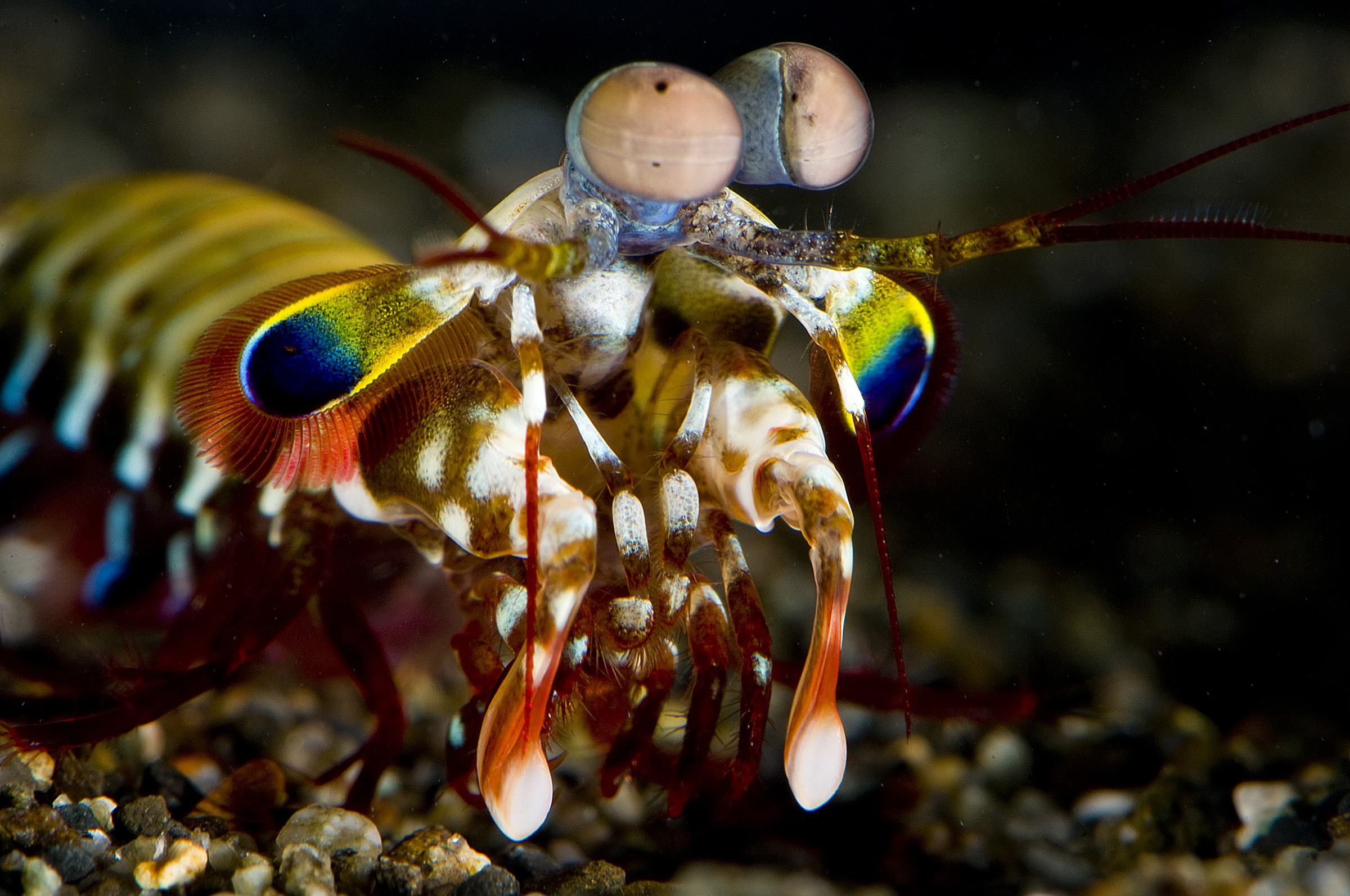 Mantis-Shrimp-for-desktop.jpg