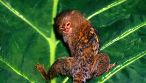 Marmoset Monkey HD Background