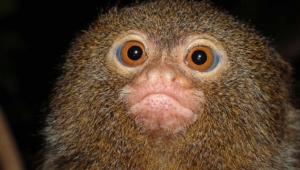 Marmoset Monkey Photos