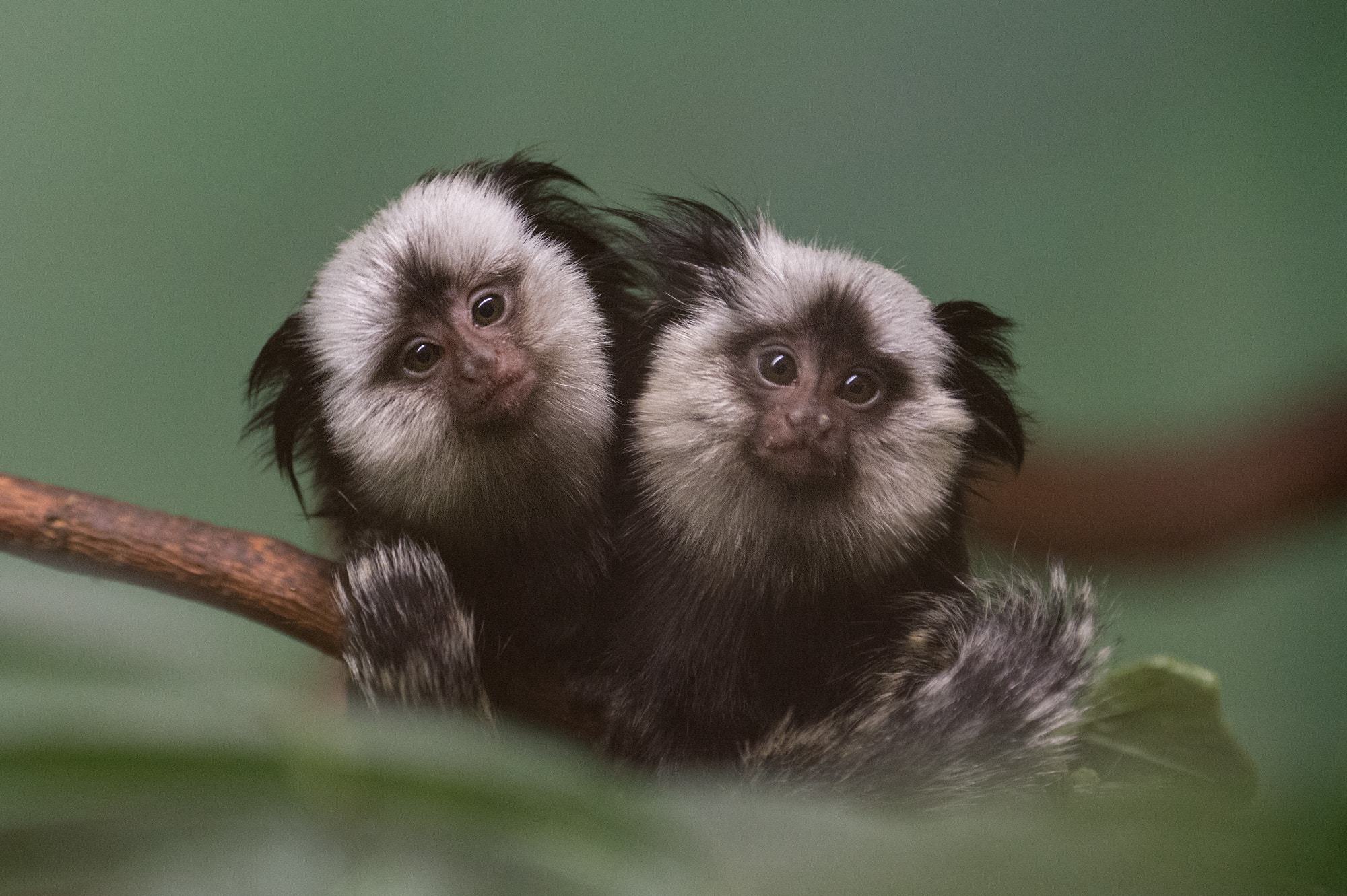 Marmoset monkey Wallpapers Images Photos Pictures Backgrounds