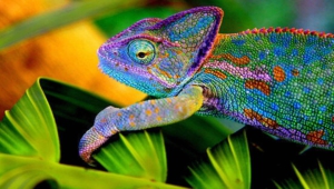 Pictures Of Chameleon