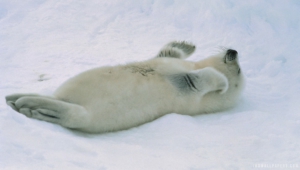 Pictures Of Harp Seal