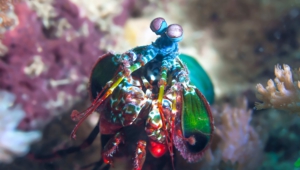 Pictures Of Mantis Shrimp