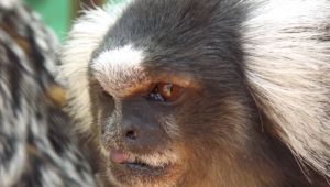 Pictures Of Marmoset Monkey