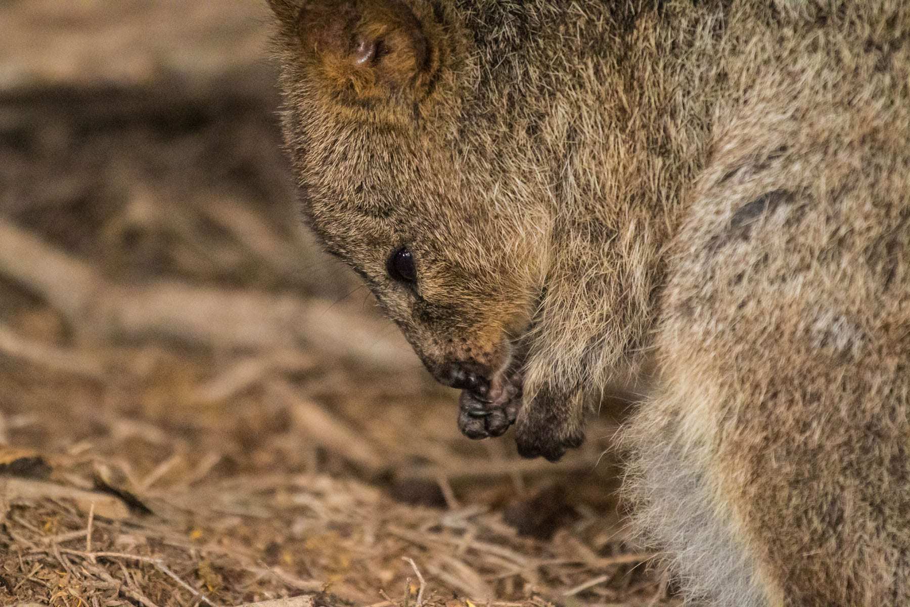 Pictures Of Quokka