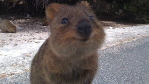 Quokka High Quality Wallpapers