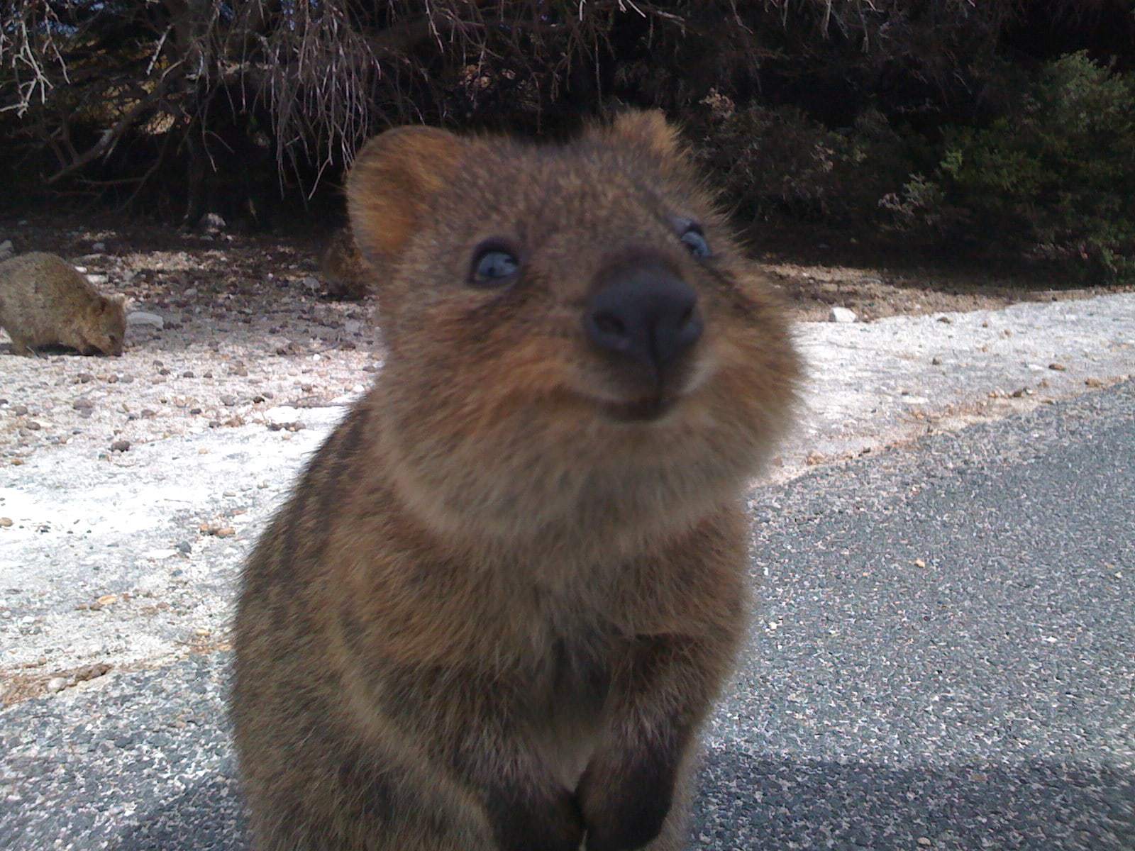 Quokka High Quality Wallpapers