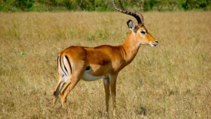 Antelope Images
