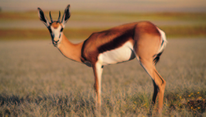 Antelope Photos