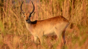 Antelope Widescreen