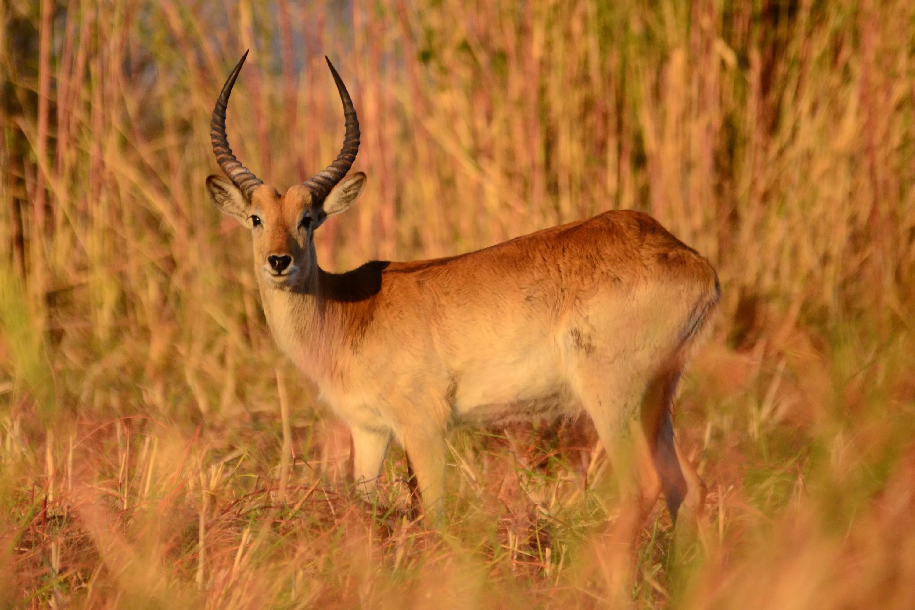 Antelope Widescreen