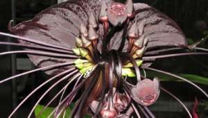 Black Bat Flower Images