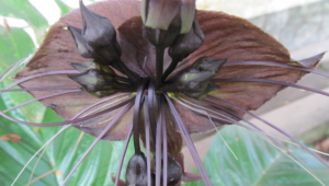 Black Bat Flower Photos